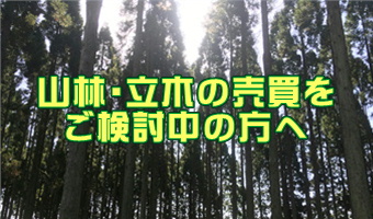 山林・立木の売買をご検討中の方へ